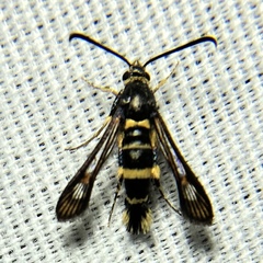 Synanthedon decipiens