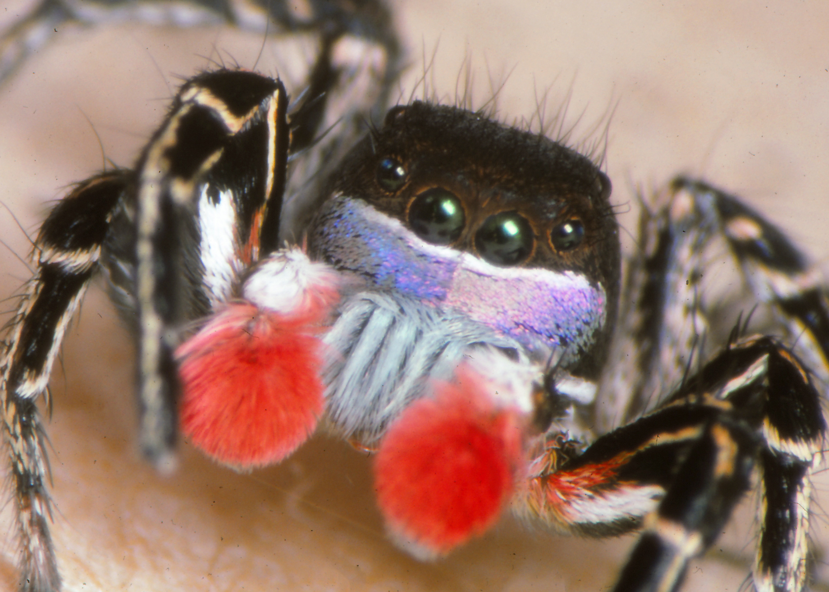 Paradise jumping spider sighted for the first time in Indiana