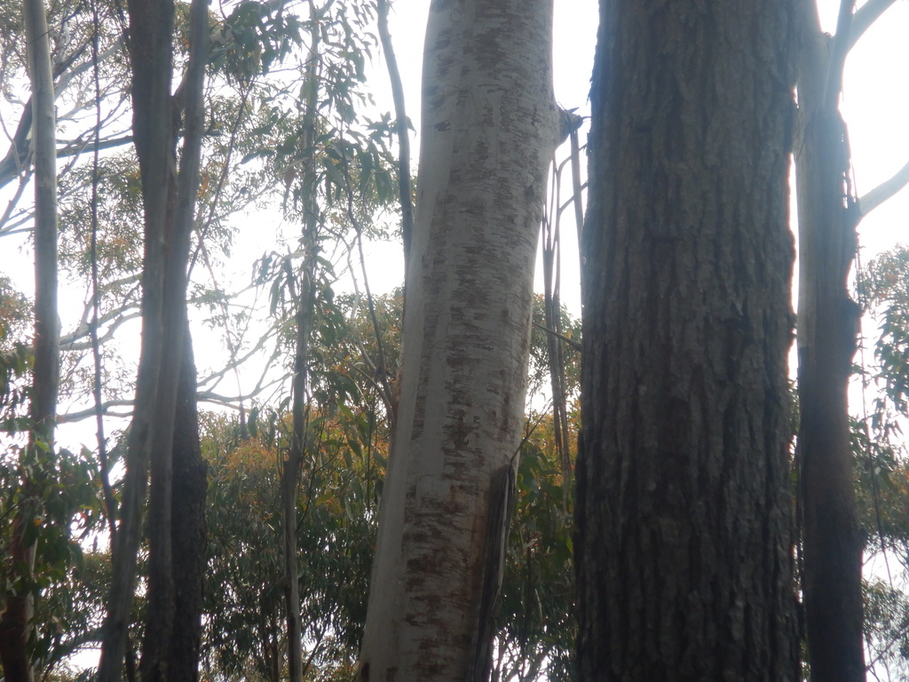 Eucalyptus fraxinoides; photograph (c) Bryce Watts-Parker, some rights reserved (CC BY)