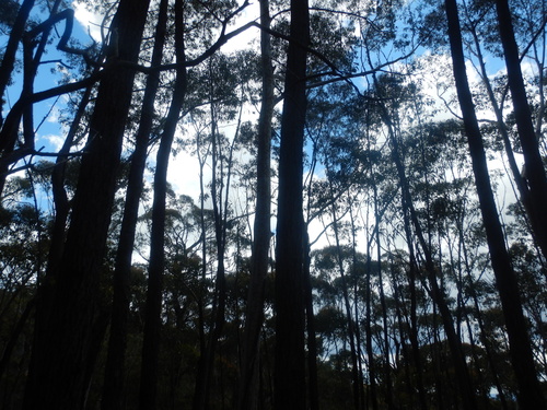 Eucalyptus fraxinoides, photograph 2