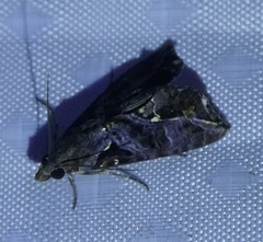 Plusiodonta clavifera