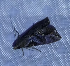 Plusiodonta clavifera