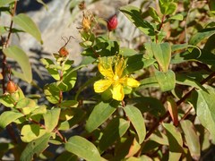 Hypericum hircinum