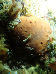 Amphimedon trindanea