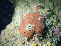 Amphimedon trindanea