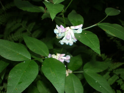 Vicia nipponica iNat (1)
