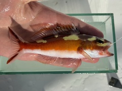 Tobaccofish photo 4