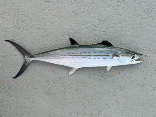 Cero (Scomberomorus regalis) — Scombridae — 3