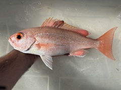 Vermilion Snapper photo 2