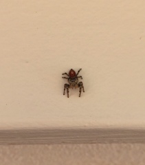 Phidippus adumbratus