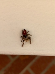 Phidippus adumbratus
