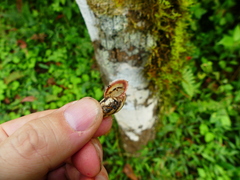 Drymaeus aequatorianus