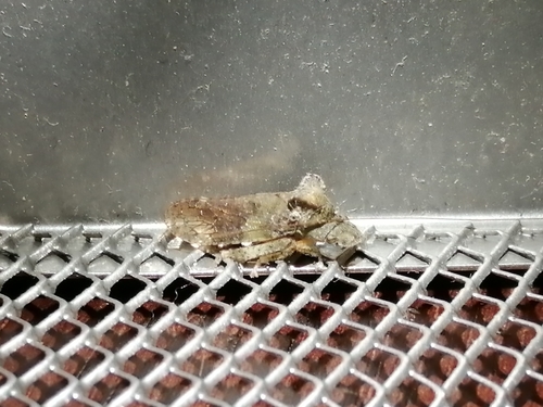 Horned Leafhopper, 3906 BL Veenendaal, Netherlands, photo 7 of 10
