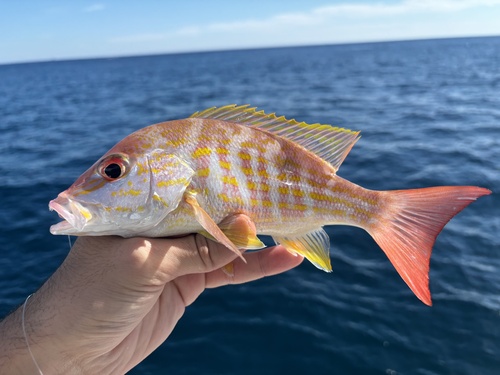 Lane snapper (Lutjanus synagris) — Lutjanidae — 3