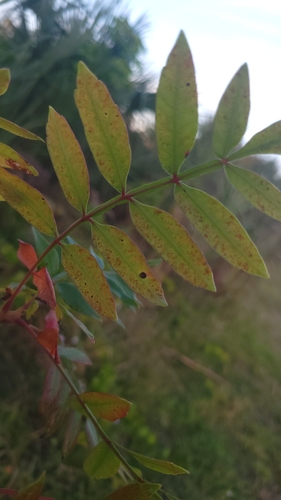 Foto de Sumagre