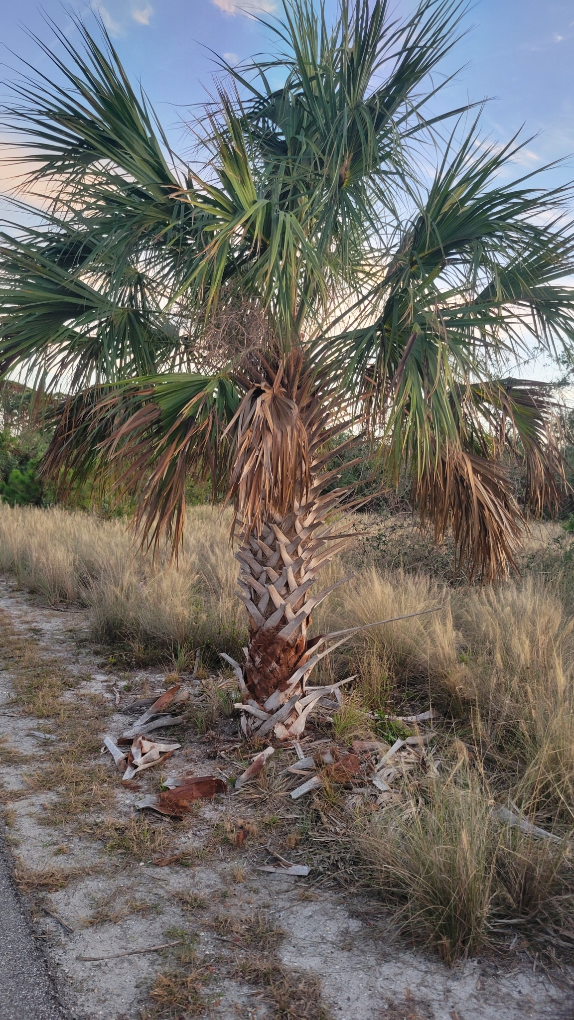 Imagem de Sabal-palmetto