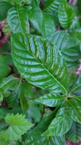 Foto de Café selvagem