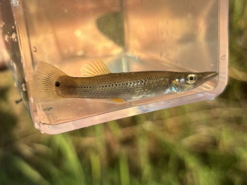 Pike Topminnow