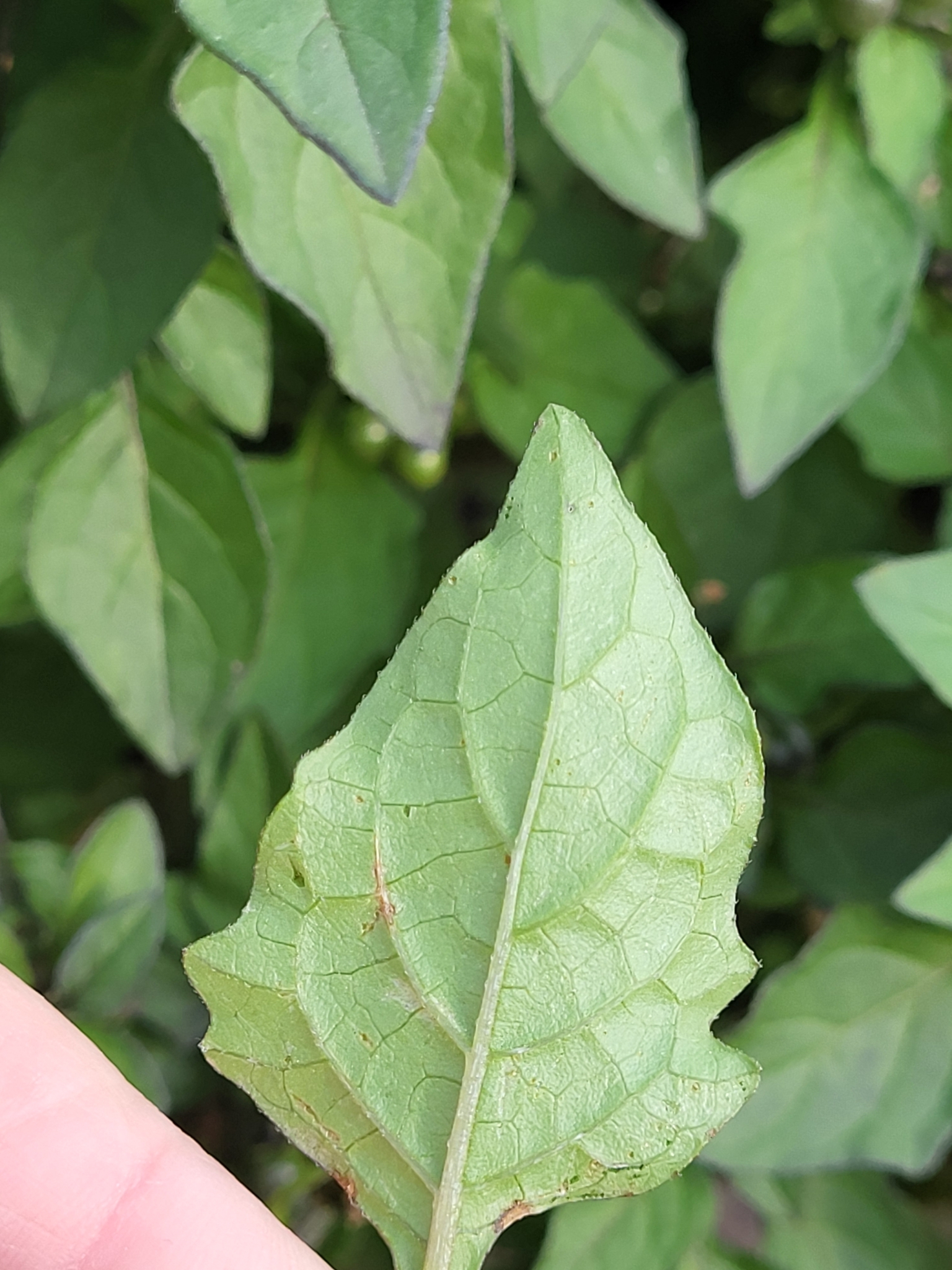 Imagem de Pimenta-de-galinha