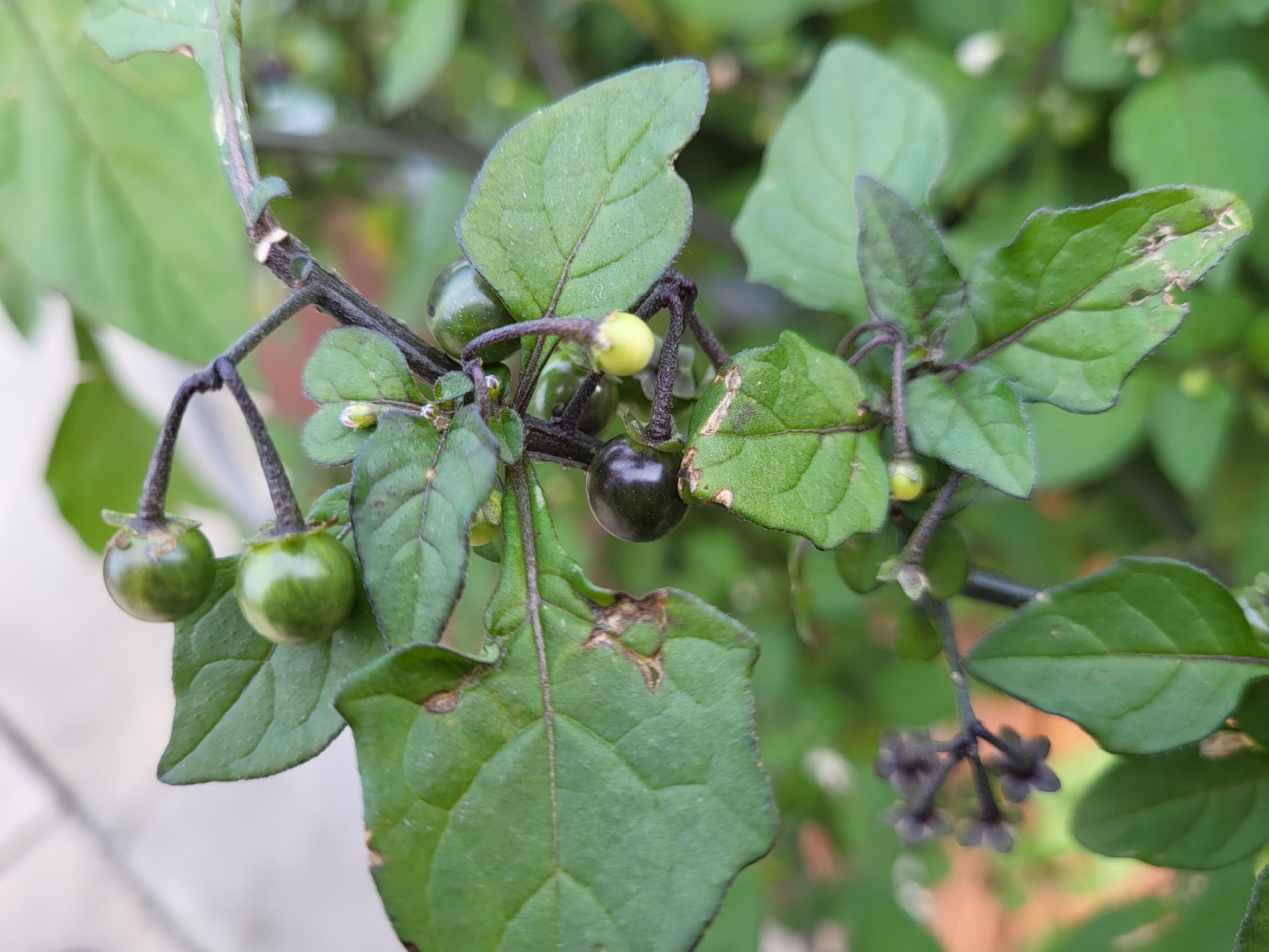 Imagem de Pimenta-de-galinha