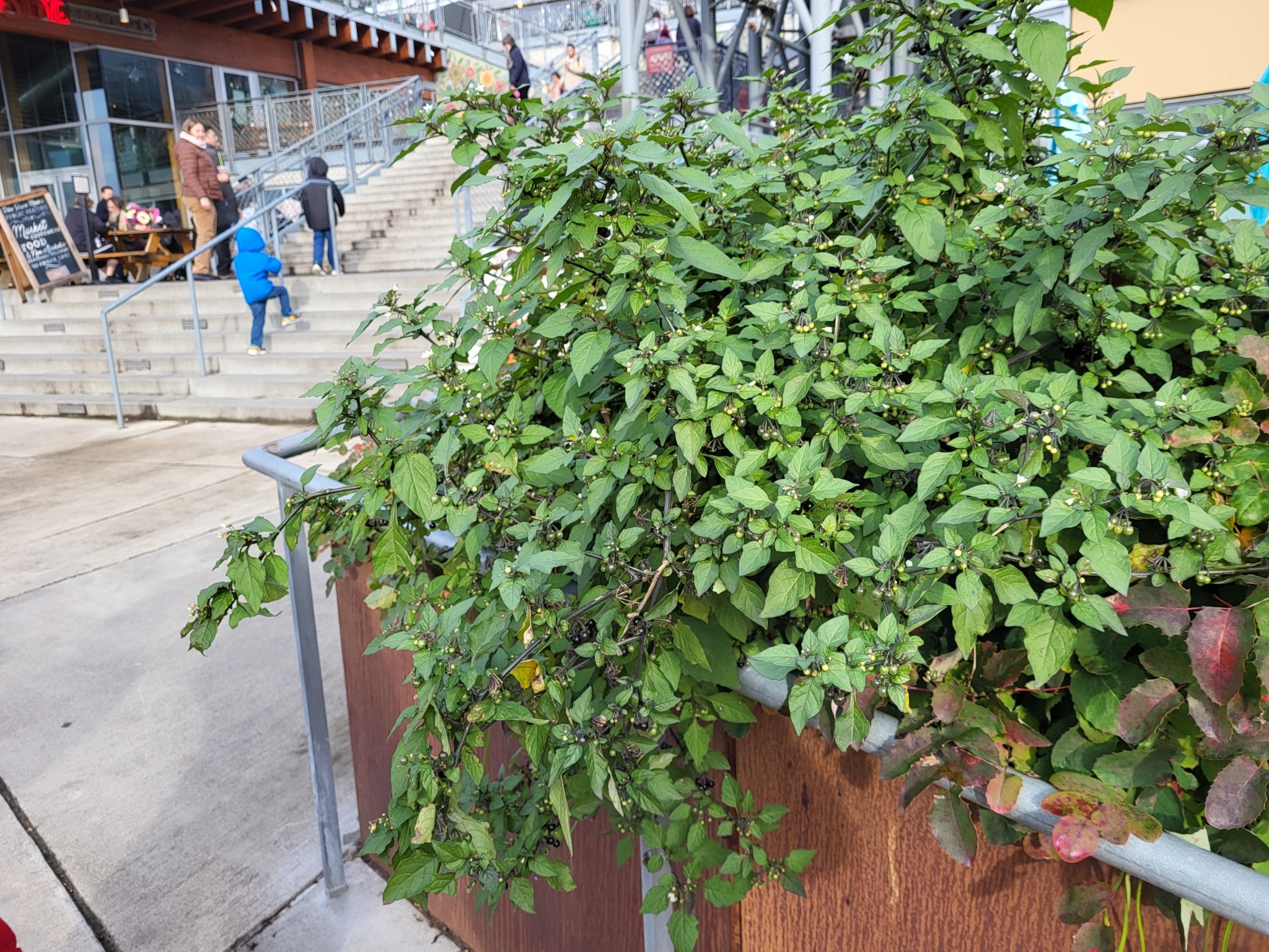 Imagem de Pimenta-de-galinha
