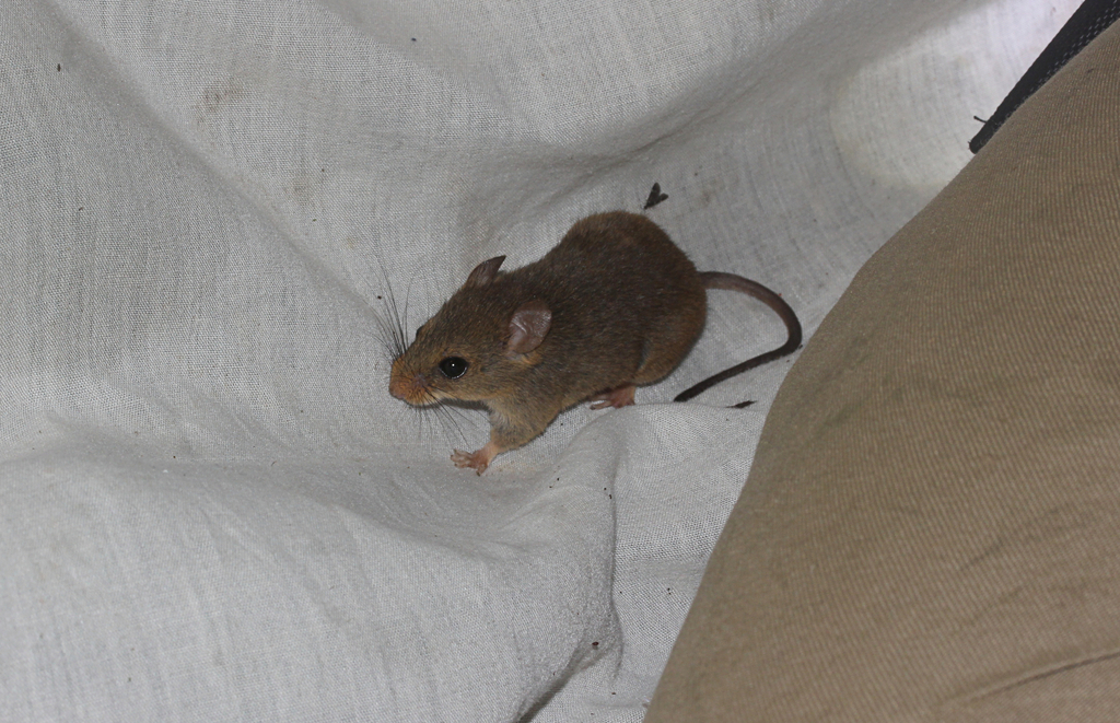 Brazilian Arboreal Mouse