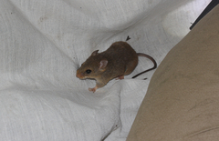 Rufescent Rhagomys photo 3