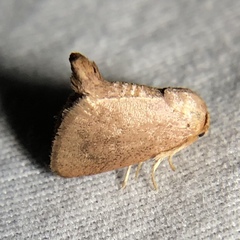 Tortricidia pallida