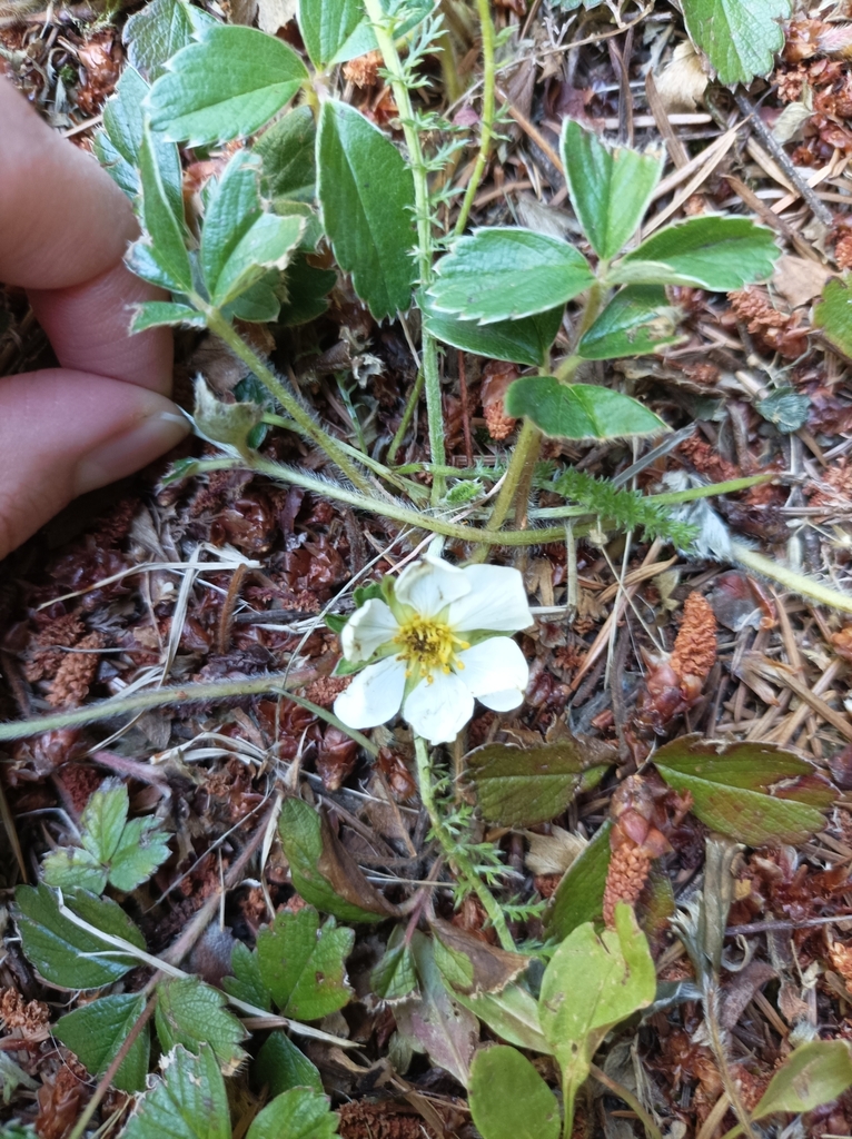 Foto de Morango-silvestre
