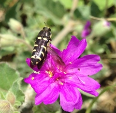 Acmaeodera alicia