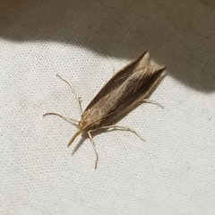 Donacaula aquilellus