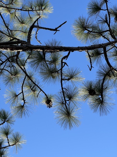 Foto de Pinheiro-de-folhas-longas