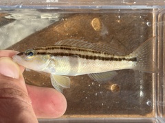 Dwarf Sand Perch photo 4