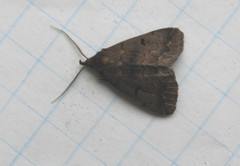 Phalaenostola hanhami