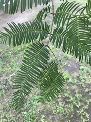Metasequoia glyptostroboides