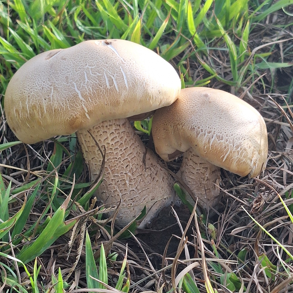 Macrocybe titans · January 2025 · photo: © deniszabin (iNaturalist, cc-by)