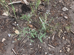 Mostacillastrum subauriculatum