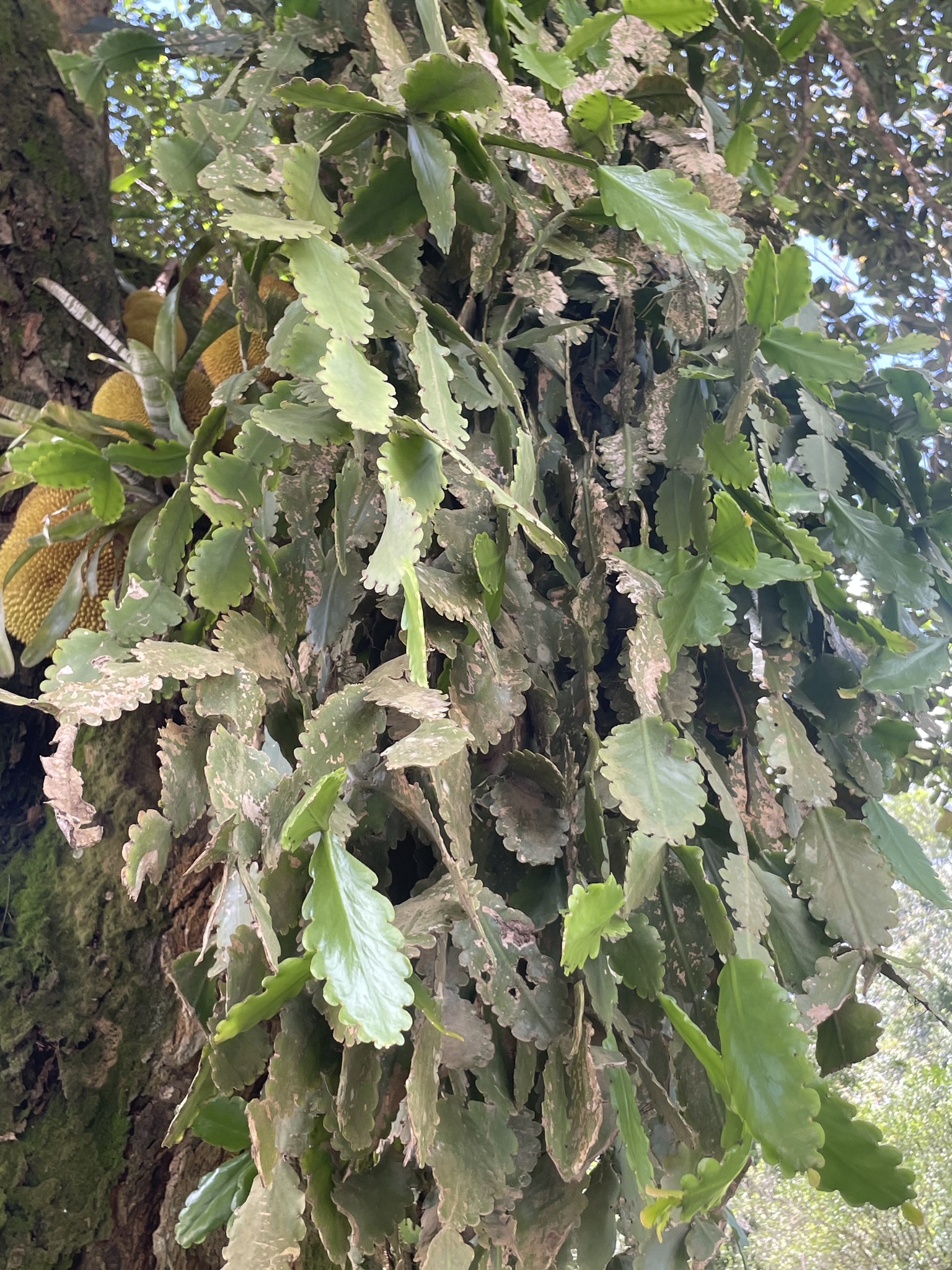 Imagem de Cacto-macarrão