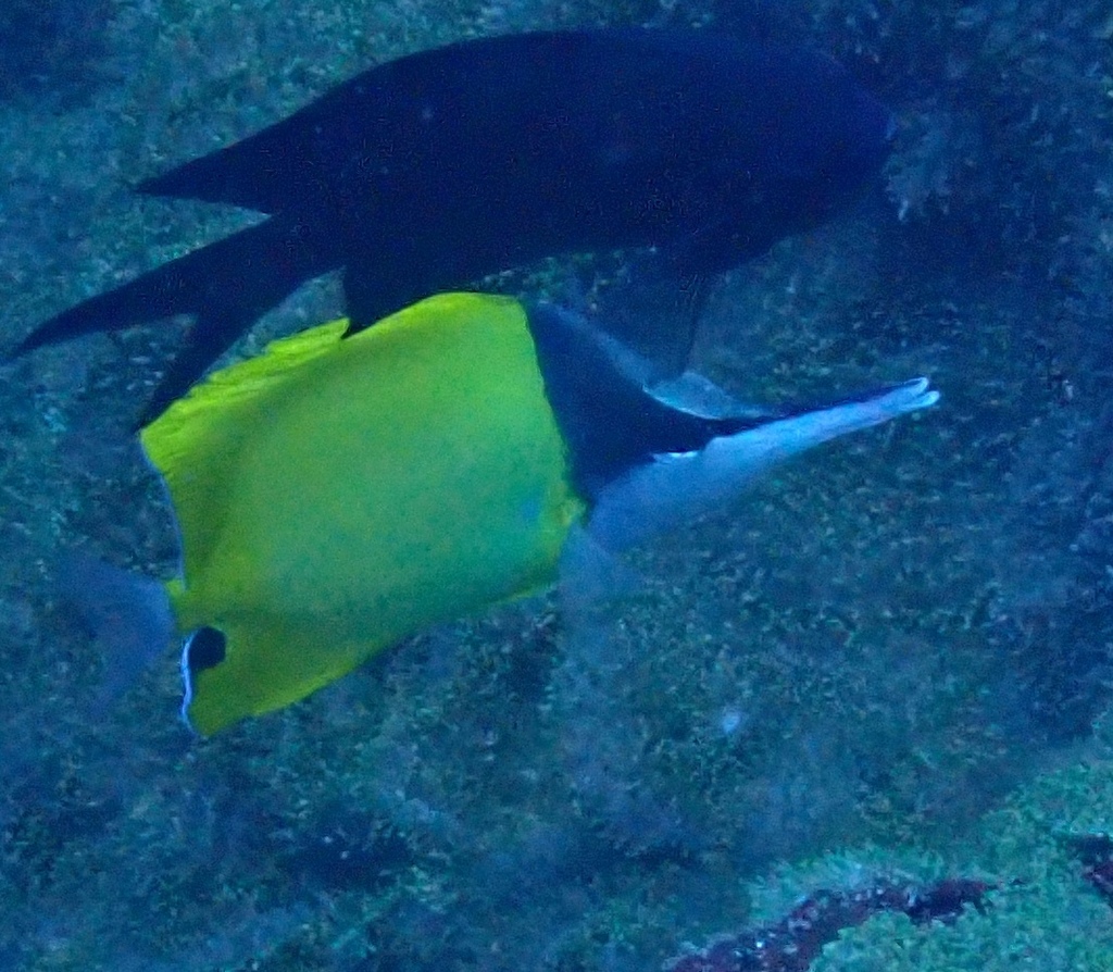 Forcepsfish