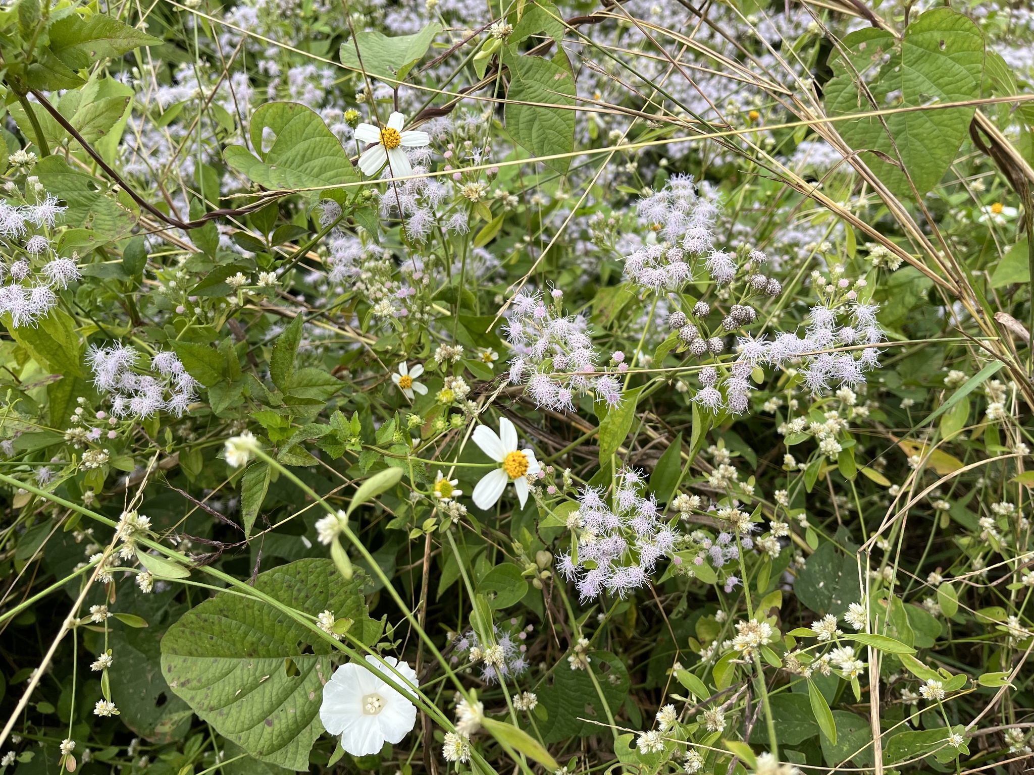 Imagem de Arnica