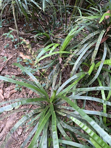 Romnalda grallata