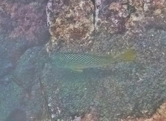 Surf Croaker photo 3