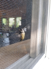 Trigonarthris subpubescens