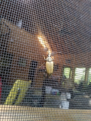 Trigonarthris subpubescens