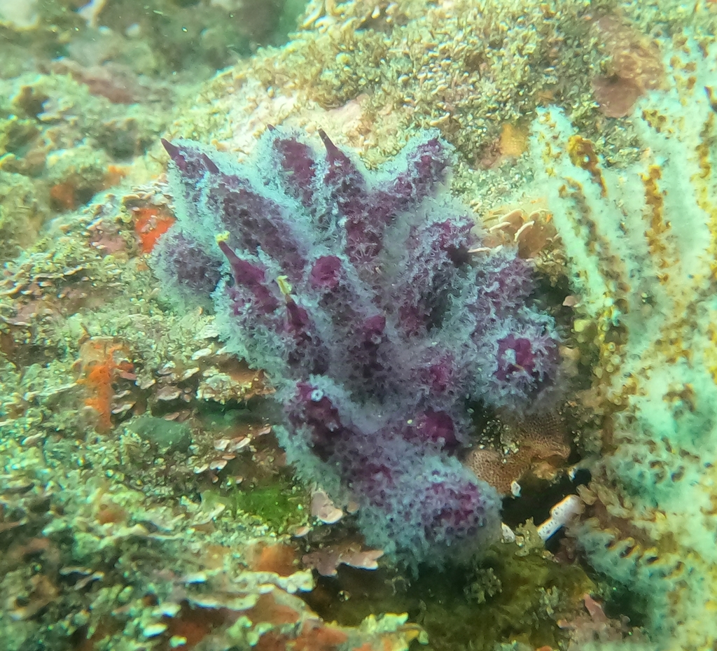 Leptogorgia ena
