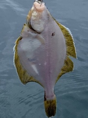 Lepidopsetta
