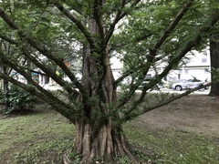 Metasequoia glyptostroboides