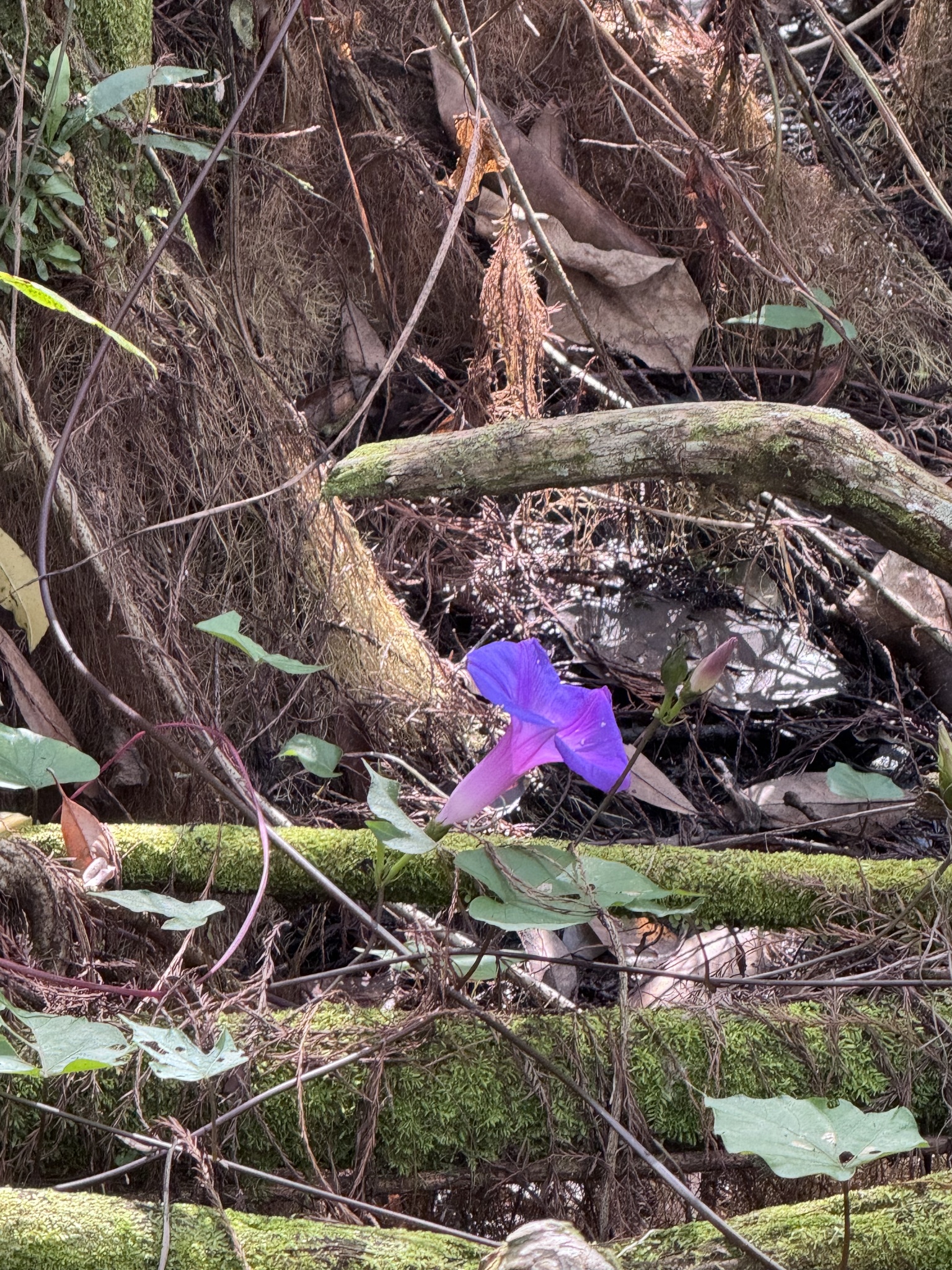 Imagem de Flor de janeiro