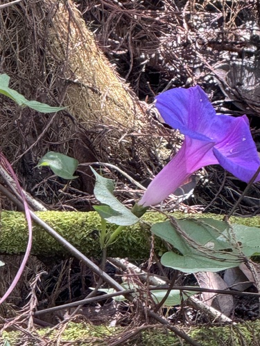 Foto de Flor de janeiro