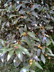 Quercus laurina